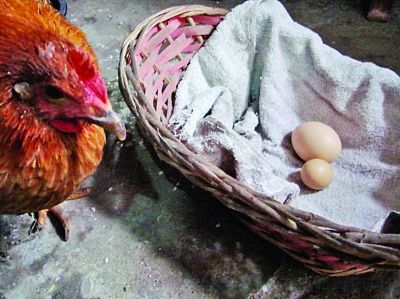 母鸡下的小蛋。