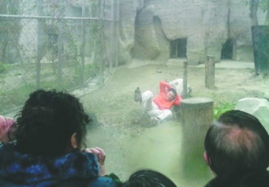 昨日,成都动物园,男子进入白虎活动区后被白虎拖行。动物园出动50多人成功营救下他