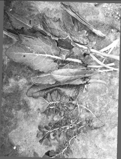 平顶山俩大妈吃野菜中毒 医生：也才不能乱吃