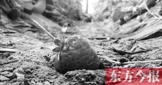 网友质疑大个儿草莓“不安全” 专家支招咋挑选