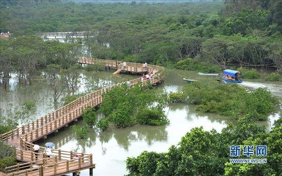 我国最大红树林景区计划“五一”前免费开放