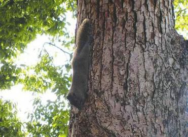 爬到树上的松树警方供图