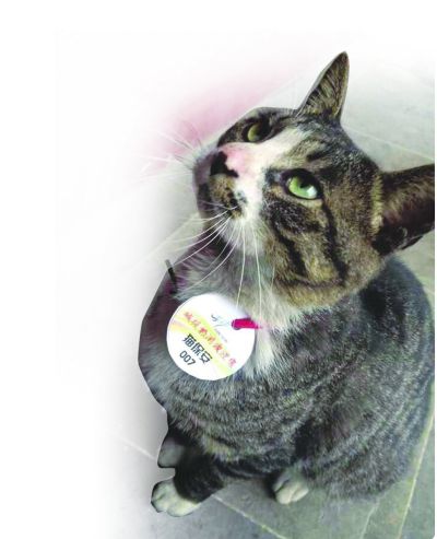 无锡运河公园有只明星“猫保安”