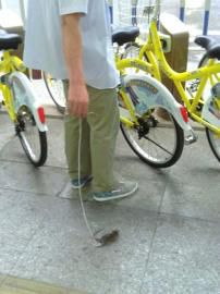 大爷遛老鼠图据网络