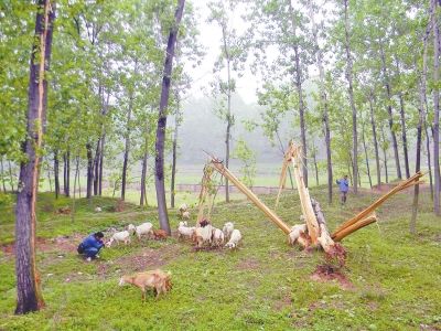 大杨树被响雷劈开了“花”