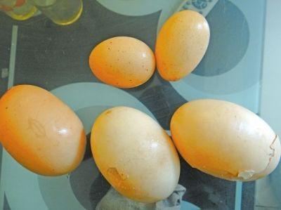 鲁山母鸡连下6枚巨蛋 其中1枚双黄2枚蛋中有蛋