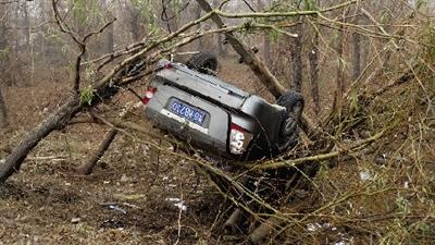 车主睡醒发现车“挂”树上 怀疑小偷不会开(图)