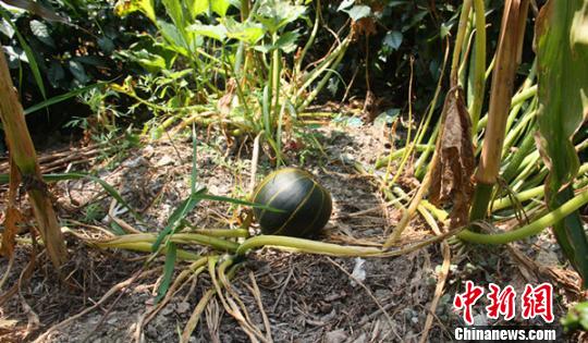 南瓜抢了西瓜的“外套” 农民种出“条纹南瓜”