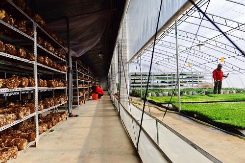 农民在光伏阴阳型温室内劳作