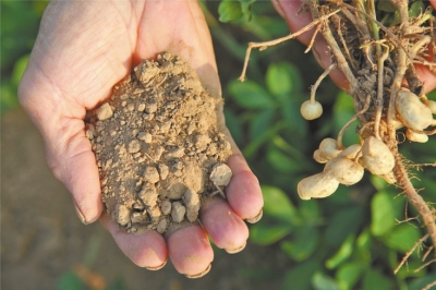 70多岁的村民焦犬行随手从庄稼地里抓起一把土坷垃,轻轻一搓,化为粉末随风吹散