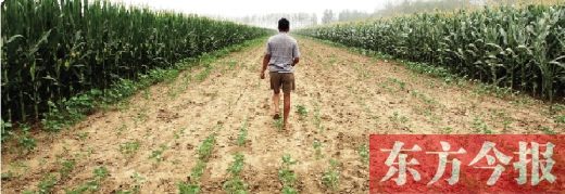 8月4日，襄城县，经过灌溉的玉米郁郁葱葱，没有灌溉过的大豆基本绝收