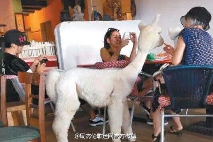 周杰伦陪母亲、昆凌三人游淡水